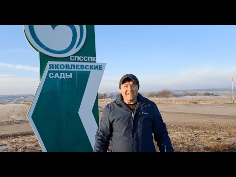 Видео: Обрезка интенсивного сада на подвое М9