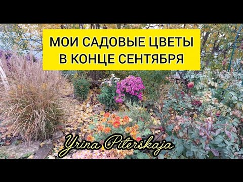 Видео: Мой сад и садовые цветы в конце сентября 2025г.