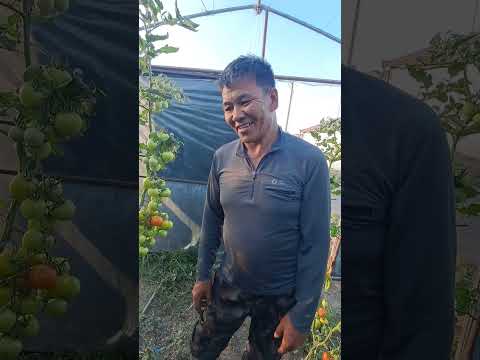 Видео: Дархан-Уул аймгийн өрхийн тариаланч Амарсанаагийнд.
