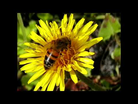 Видео: Пулинец Е.К. Особенности кормовой базы пчеловодства Приморского края