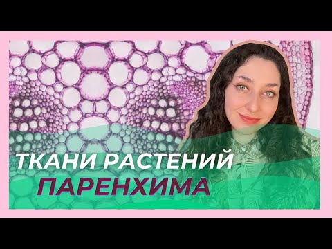 Видео: Ткани растений  —  Основные ткани. ЦТ/ЦЭ/устный экзамен