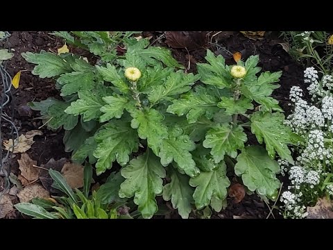 Видео: #квіти ХРИЗАНТЕМИ - де краще вирощувати в грунті чи в горщику? Мій досвід.