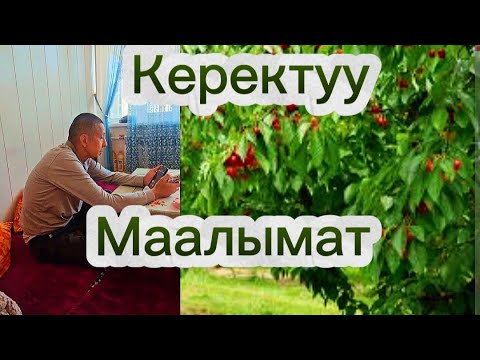 Видео: Керекту маалымат… Гилас… Бак Сыры:+996555887633