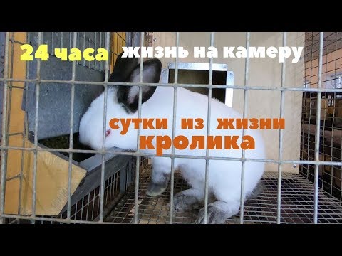 Видео: Сколько раз за сутки поел кролик/Круглосуточное видеонаблюдение/Распорядок дня кролика