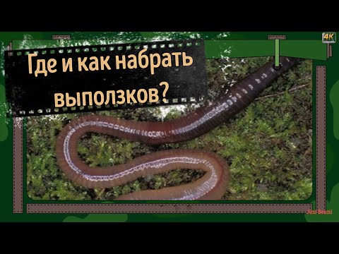 Видео: Где и как набрать выползков?