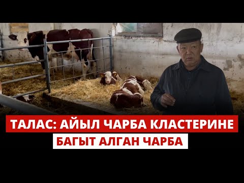 Видео: Талас: Айыл чарба кластерине багыт алган чарба