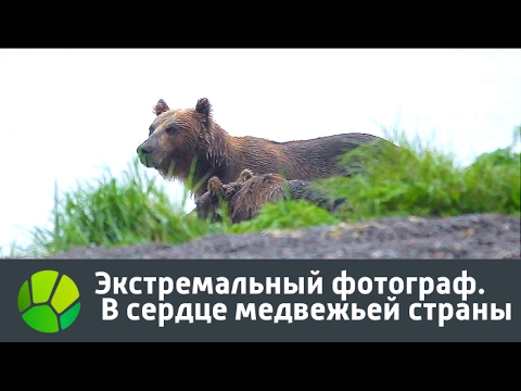 Видео: Экстремальный фотограф. В сердце медвежьей страны | Живая Планета