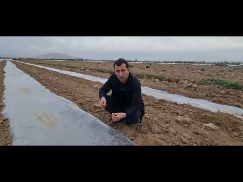 Видео: Бо усулҳои пештара шинондани тухми тарбузи барвақти маълумоти пурра дар бораи шинондани тухми.