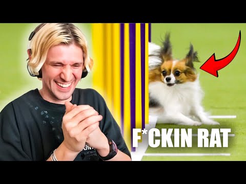 Видео: xQc отреагировал на лучшие моменты чемпионата по аджилити среди мастеров 2025 года