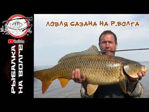 Видео: Ловля САЗАНА на червя (Чебоксарское водохранилище)