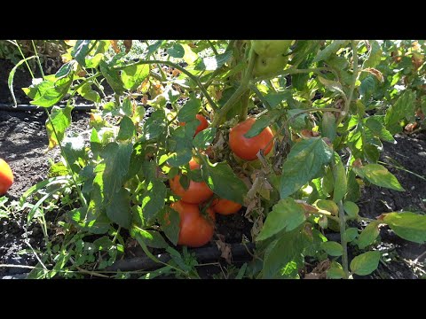 Видео: Епизод 80. Есенната зеленчукова градина.