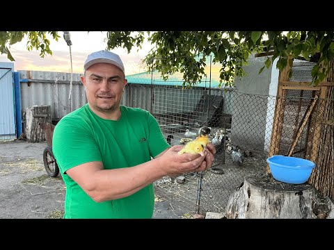 Видео: У нас снова пополнение. Готовлю под клубнику. 