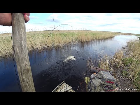 Видео: Рыбалка на паук подъёмник. Пробрались на болотоходе в сказочные места. Ловим сазанов.