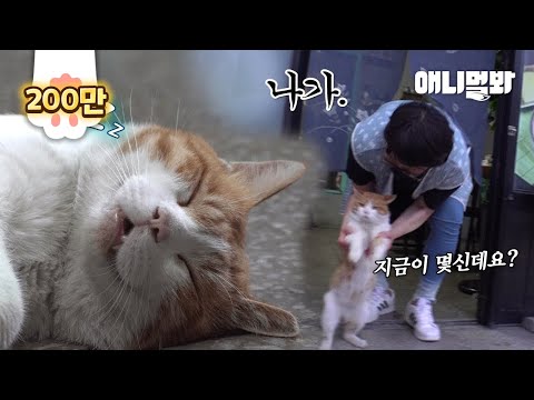 Видео: Кот Спит Днем... Следил За Ним, Чтобы Посмотреть, Что Он Делает Ночью!