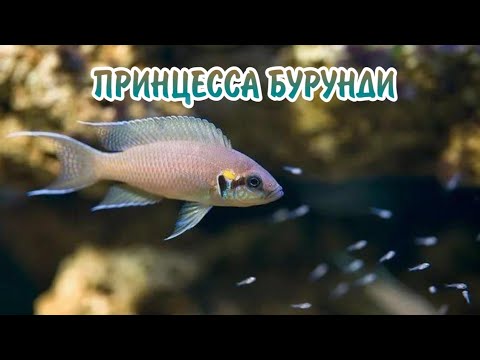 Видео: ПРИНЦЕССА БУРУНДИ. СОДЕРЖАНИЕ В АКВАРИУМЕ