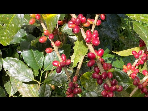 Видео: Как приготовить чашку кофе с нуля!