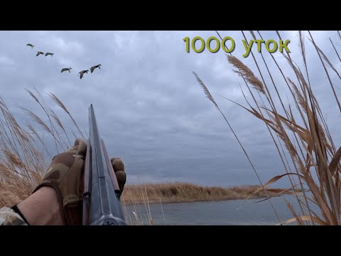 Видео: ОХОТА НА УТОК 2024. УРДАК ОВИ, DUCK HUNTING. O`rdak ovi 2024 Sep-December.