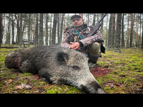 Видео: Секач порвал собаку/Охота на кабана.