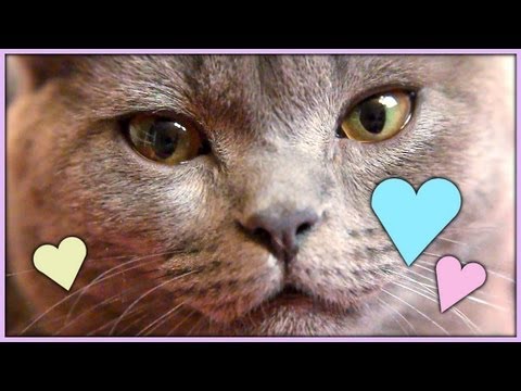 Видео: Маленький Мазафака ^_^