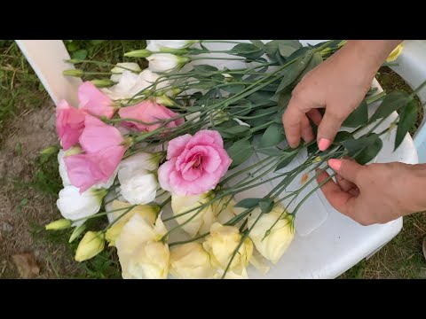 Видео: Эустому вырастить легко есть секрет