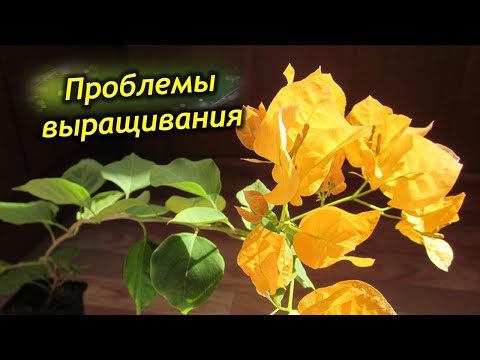 Видео: Болезни и вредители Бугенвиллии. Как спасти растения?