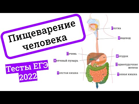 Видео: Пищеварительная система человека – разбираем тесты ЕГЭ по биологии 2022