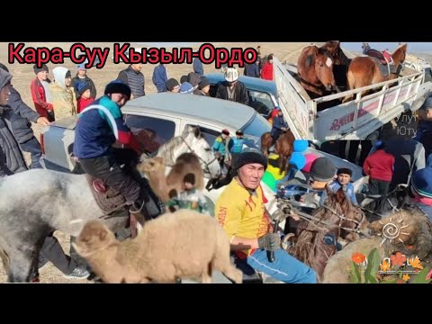 Видео: Ош Кара-Суу 2 автоунаа,1 токулуу ат, 2 тоо,5 тай,карышкыр жана башка соорундар.