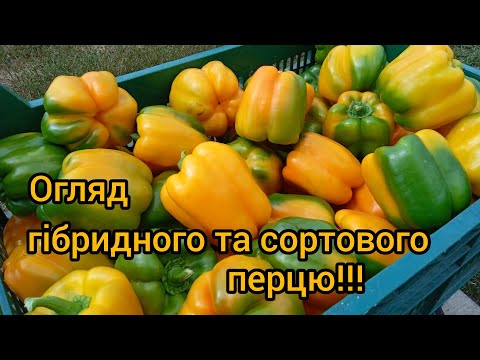 Видео: ПЕРЕЦЬ,ЯКИЙ ВАРТИЙ УВАГИ!!!  огляд гібридного та сортового перцю. 2024.
