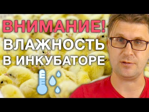 Видео: ШКОЛА ИНКУБАТОРОСТРОЕНИЯ №9: Влажность в инкубаторе и методы увлажнения. Как правильно?!