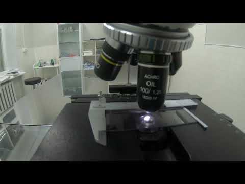 Видео: Исследование мазка крови под иммерсией
