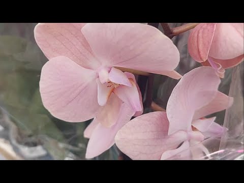 Видео: ЗАЧАРОВАНА, ЗАКОЛДОВАНА ...странная орхидея . Обзор из ЛЕРУА МЕРЛЕН ко ДНЮ учителя