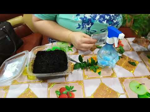 Видео: Укоренение азалии