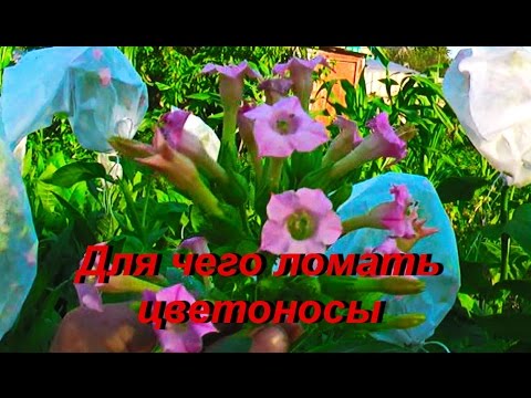 Видео: ДНЕВНИК ТАБАКОВОДА № 26 ( 12.07. надо ли ломать цветоносы ) ТАБАК