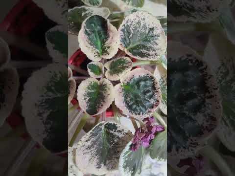 Видео: БУДНИ СЕЛЕКЦИИ, скучное видео. Пестролистные фиалки, сеянцы, лонгифолия