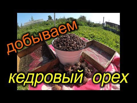 Видео: Добываем кедровый орех.Дедовский способ.Заготовка ореха