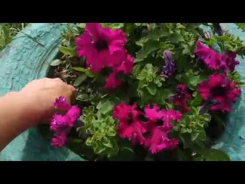 Видео: Стрижка петунии