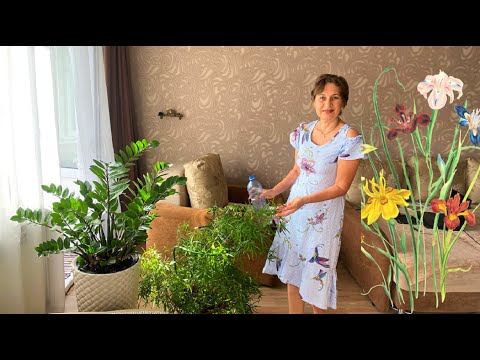 Видео: Растения тоже любят душ. Уход за домашними цветами/растениями.