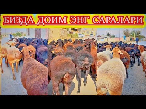 Видео: ГАПИРМАДИК БЕКОРГА ЯХШИ ҚЎЙЛАР ТЕНГ ОРГА