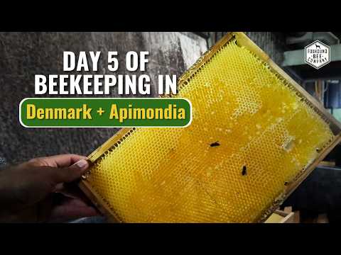 Видео: День 5: Пчеловодство в Дании + Прибытие на конференцию Апимондия 2025