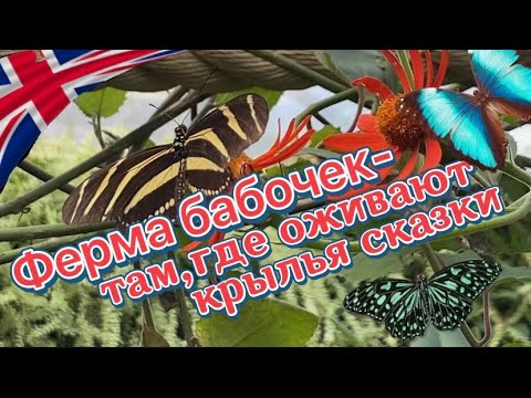 Видео: Мир бабочек: волшебное путешествие в тропический рай!