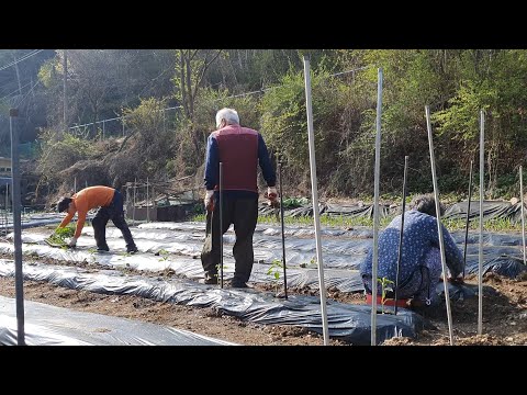 Видео: Начинается захватывающий год фермерства~! (Жизнь в корейской деревне)
