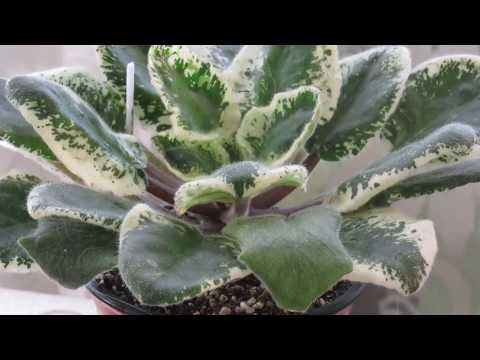 Видео: ПЕСТРОЛИСТНЫЕ ФИАЛКИ  ОСОБЕННОСТИ И УХОД
