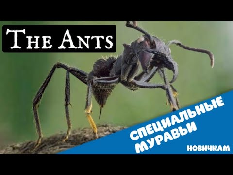 Видео: The Ants. Underground kingdom. Новичкам специальные муравьи