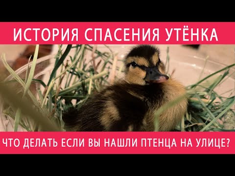 Видео: ЧТО ДЕЛАТЬ ЕСЛИ ВЫ НАШЛИ ПТЕНЦА НА УЛИЦЕ | ИСТОРИЯ СПАСЕНИЯ УТЁНКА