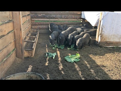 Видео: Вьетнамские свиньи. Почему не растут и как с этим бороться.