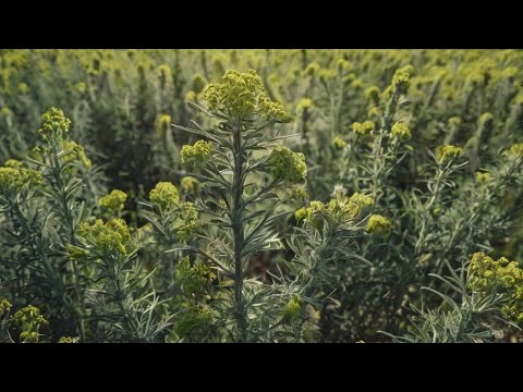 Видео: ПОЛЫНЬ. Рассказ легенды и обширное применение полыни.