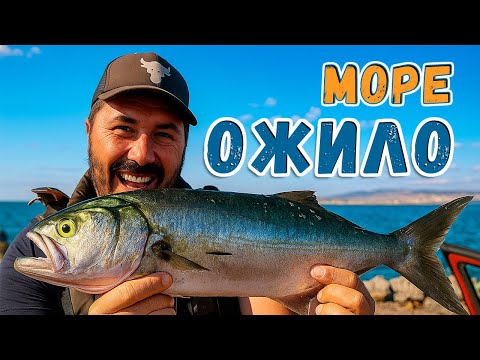 Видео: Шторм утих и начался настоящий жор ЛУФАРЯ! | Рыбалка в Греции