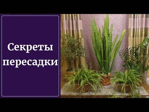 Видео: Пересадка сансевиерии! Особенности! Метод, лучший грунт и мн. др.