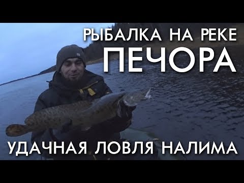 Видео: УДАЧНАЯ РЫБАЛКА НА НАЛИМА НА РЕКЕ ПЕЧОРА