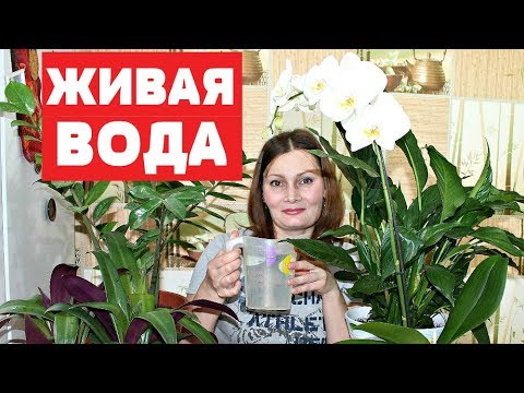 Видео: БЕСПЛАТНАЯ ПОДКОРМКА для БЕШЕНОГО РОСТА комнатных растений